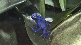 A Poison Dart Frog at Newquay Zoo